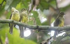 Tricholestes criniger