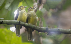 Tricholestes criniger