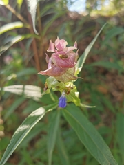 Salvia mexiae