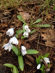 Scilla mischtschenkoana