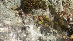 Sempervivum transcaucasicum