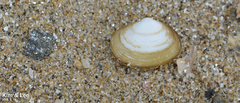 Coecella chinensis