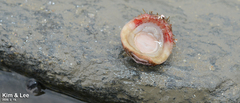 Placiphorella stimpsoni
