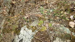 Sempervivum transcaucasicum