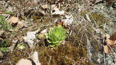 Sempervivum transcaucasicum