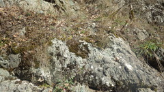 Sempervivum transcaucasicum