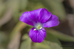 Barleria prattensis