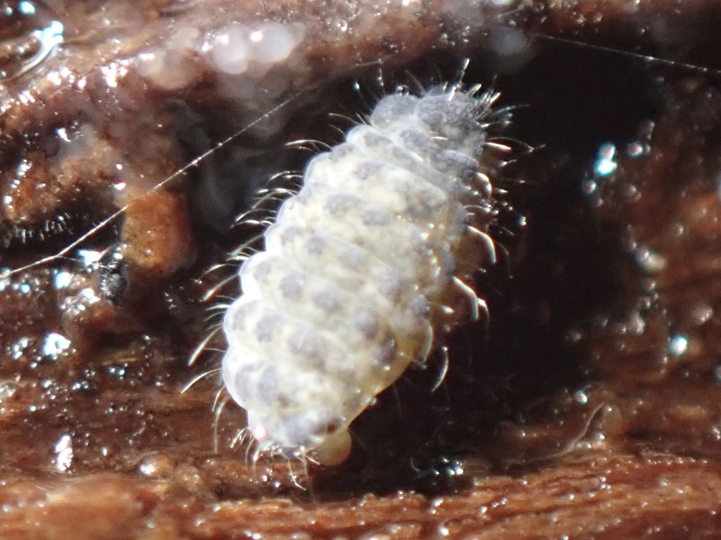Lathriopyga longiseta