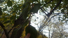 Tilia dasystyla caucasica