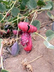 Capparis spinosa herbacea