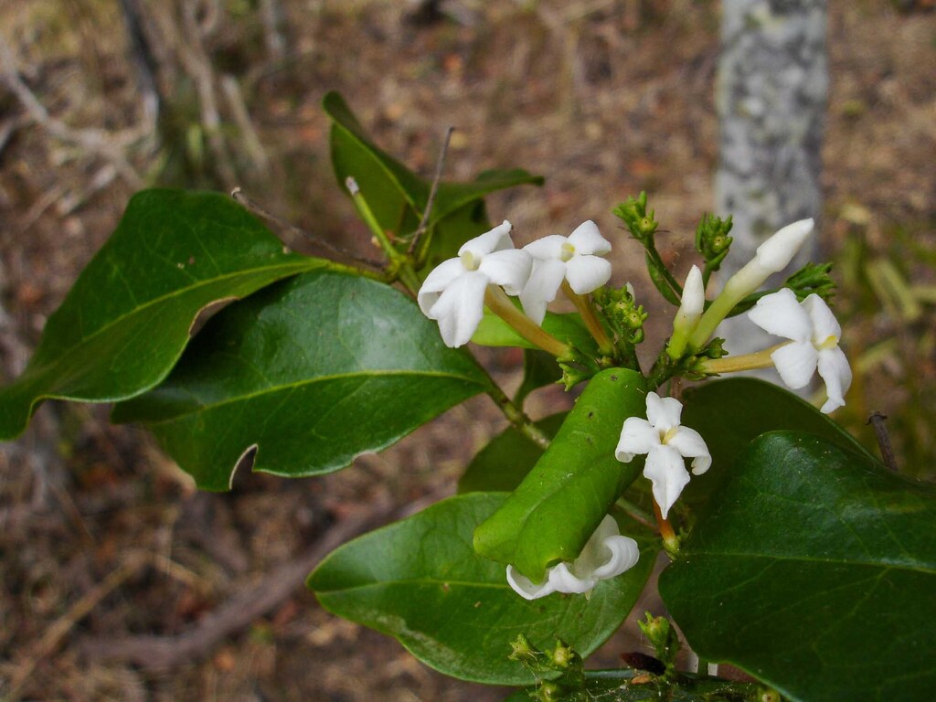 Jasminum elatum
