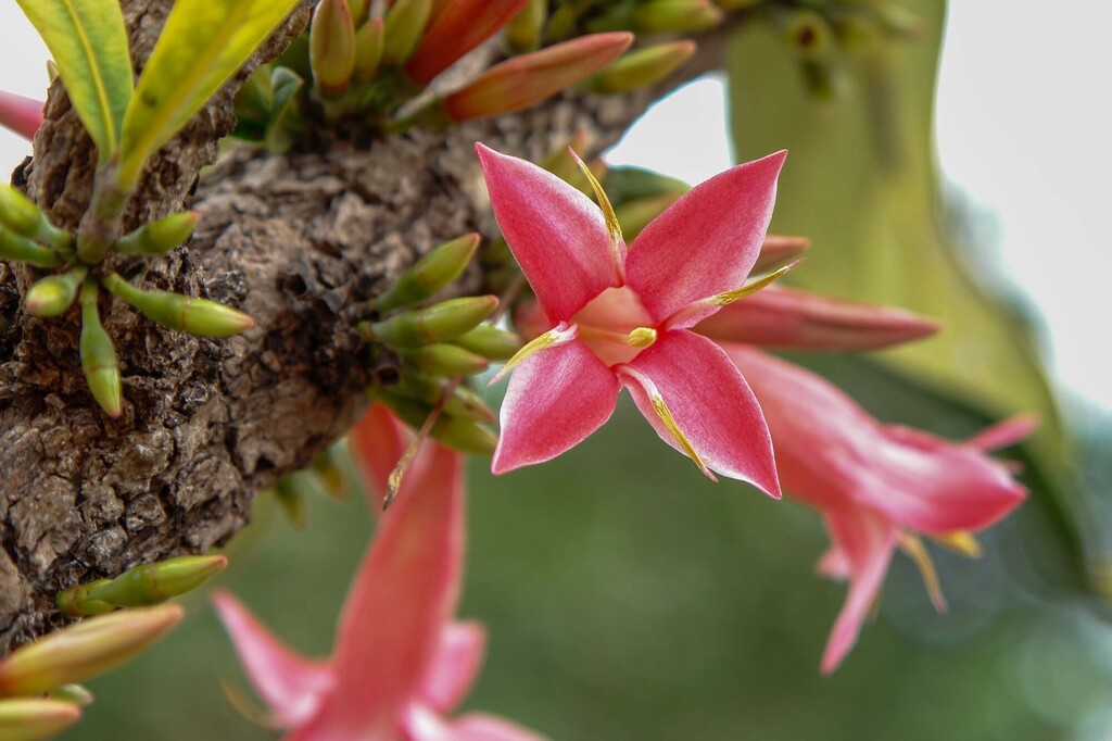 Ixora margaretae