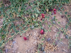 Capparis spinosa herbacea