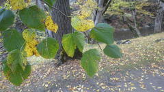 Tilia dasystyla caucasica