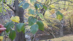 Tilia dasystyla caucasica