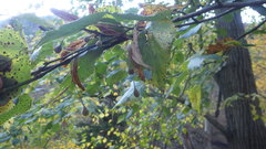 Tilia dasystyla caucasica