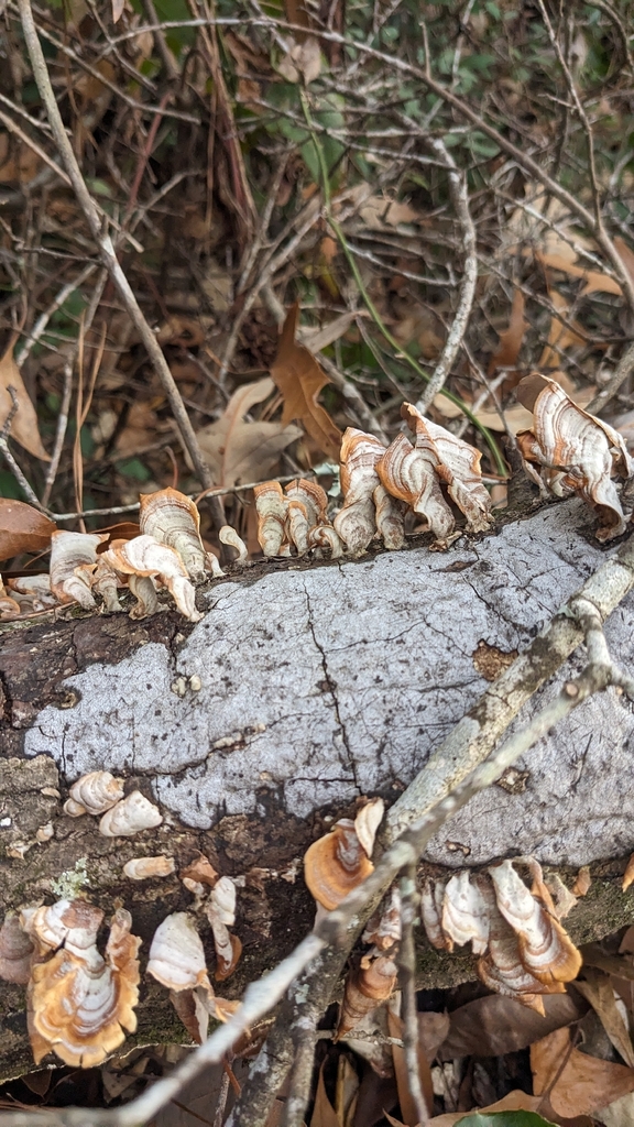 Stereum lobatum · February 2026 · photo: © nonbinary-naturalist (iNaturalist, cc0)