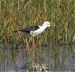 Himantopus himantopus