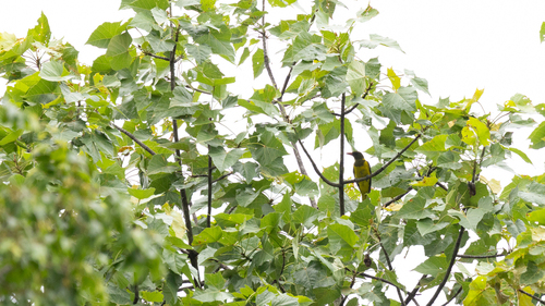 iNaturalist image