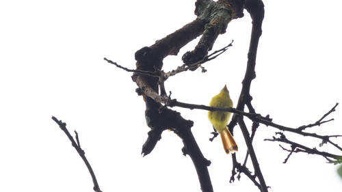 iNaturalist image
