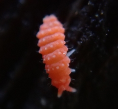 Bilobella braunerae