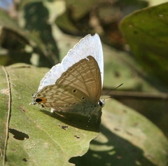 Catochrysops panormus exiguus