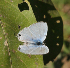 Catochrysops panormus exiguus