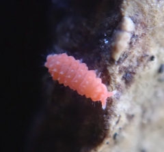 Bilobella braunerae