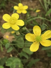 Oenothera