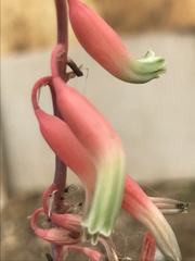 Oenothera