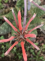 Oenothera