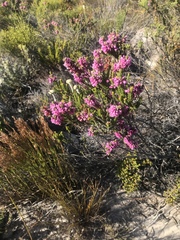 Erica pulchella