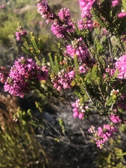 Erica pulchella