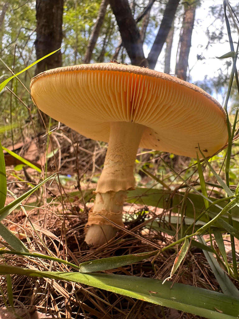 Amanita ochrophylla · February 2026 · photo: © lukas74 (iNaturalist, cc-by)