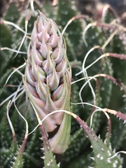 Oenothera