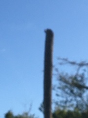 Melanerpes portoricensis