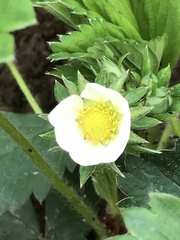 Oenothera