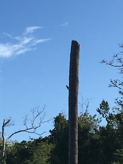 Melanerpes portoricensis