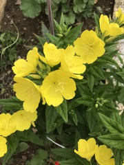 Oenothera