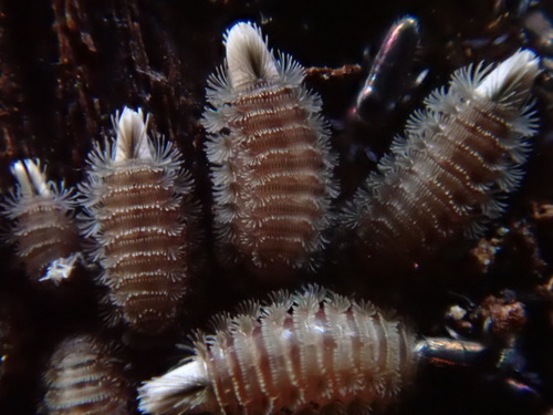 Bristly Millipede, photo 2 of 10