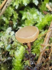Ciboria amentacea