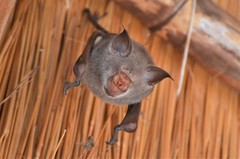 Macronycteris vittatus