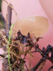 Ciboria amentacea