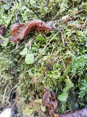 Ciboria amentacea