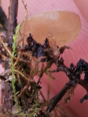 Ciboria amentacea