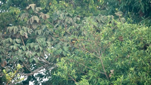 Chestnut-eared Aracari (Pteroglossus castanotis), photo 5
