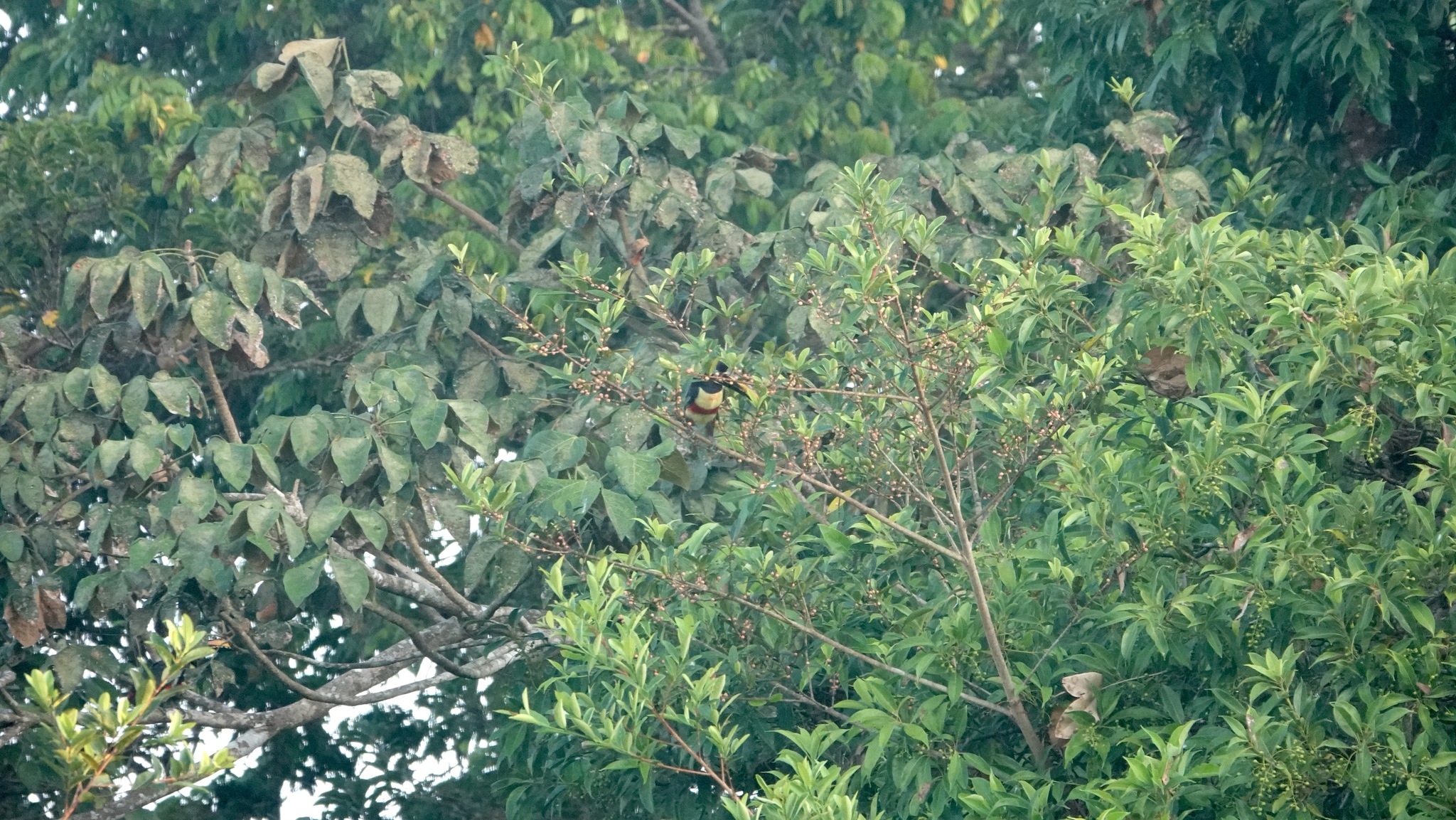 Chestnut-eared Aracari (Pteroglossus castanotis), photo 3