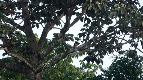 Chestnut-eared Aracari (Pteroglossus castanotis), photo 4
