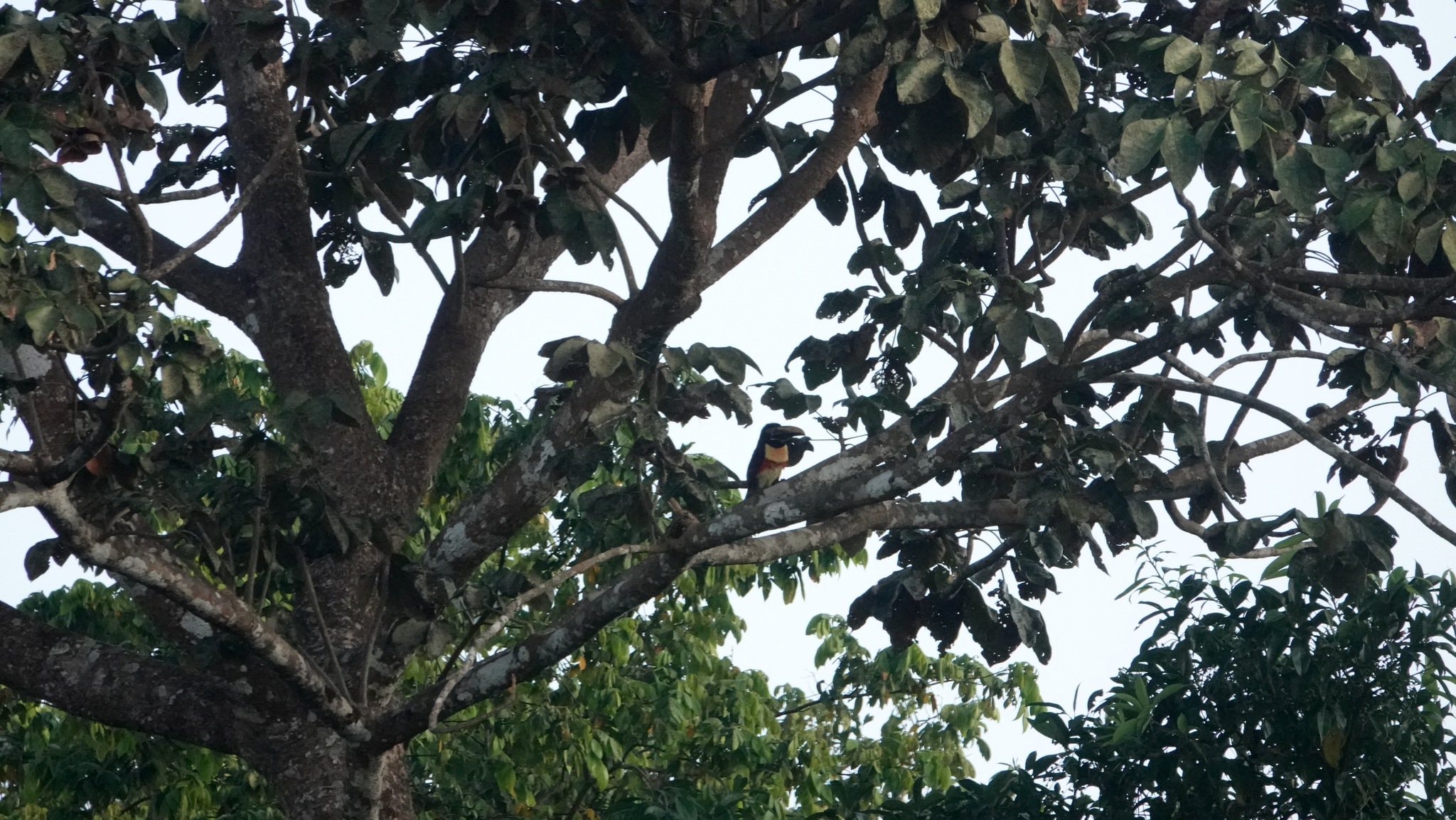 Chestnut-eared Aracari (Pteroglossus castanotis), photo 2