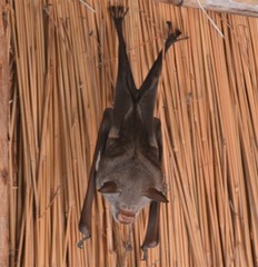 Macronycteris vittatus